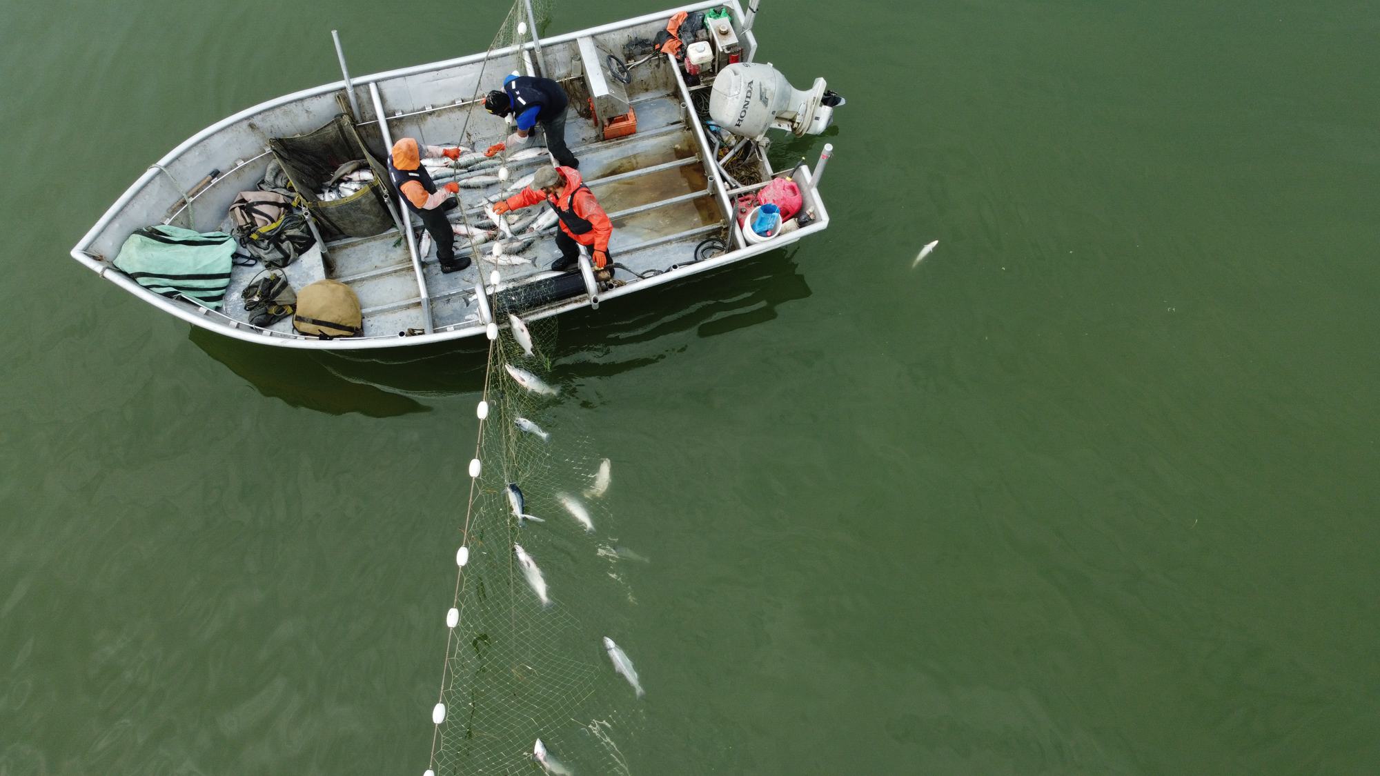 Aerial view of the crew picking sockeye from a set net beside an aluminum skiff