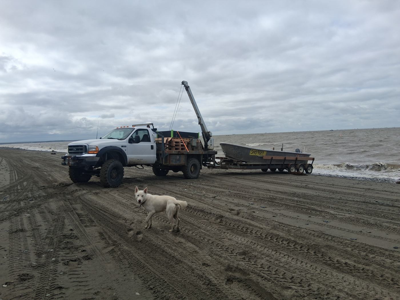 Flatbed truck and skiff on the beach with a white dog